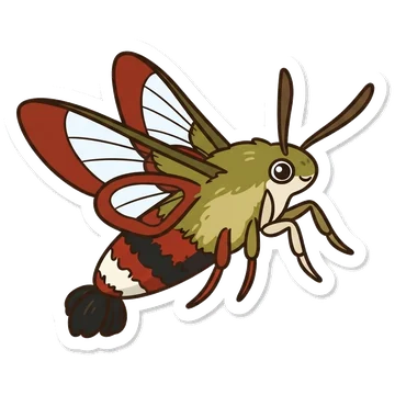 Sticker of Broad-bordered bee hawk-moth