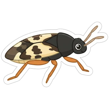 Sticker of Common flower bug