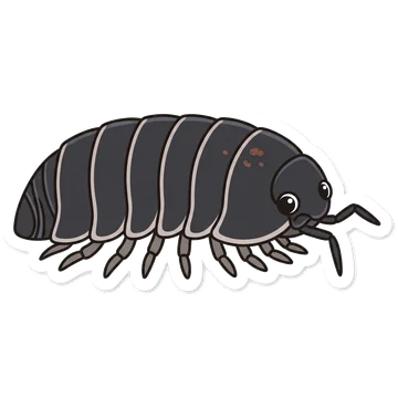 Common pill bug