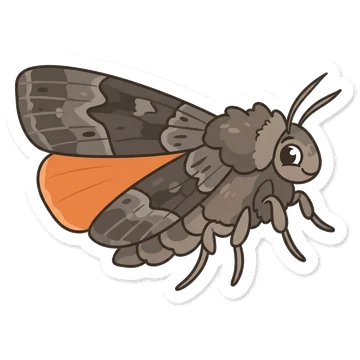 Sticker of Copper underwing