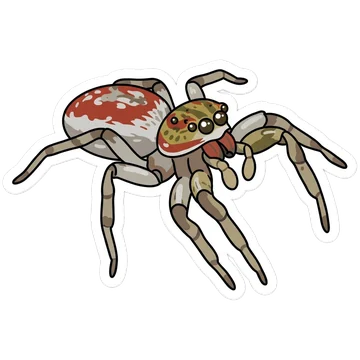 Kleeps: Dimorphic jumper