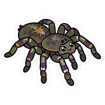 Kleeps: Fringed ornamental tarantula