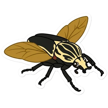 Goliath beetle