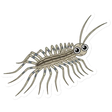 House centipede