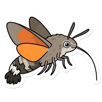 Hummingbird hawk-moth