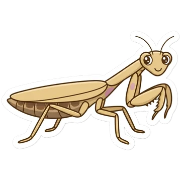 Sticker of Mediterranean mantis