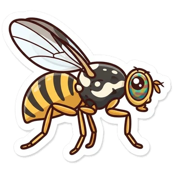 Sticker of Oriental fruit fly