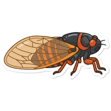 Pharaoh cicada