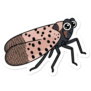 Spotted lanternfly