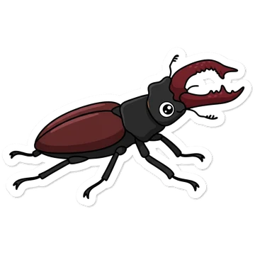 Stag beetle