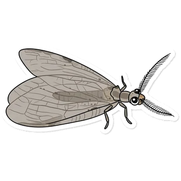 Sticker of Summer fishfly