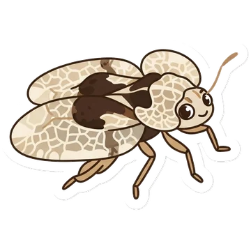 Sticker of Sycamore lace bug