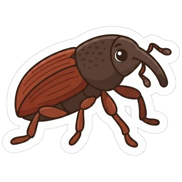 Sticker of Wheat weevil