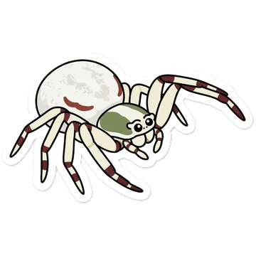 Kleeps: Whitebanded crab spider