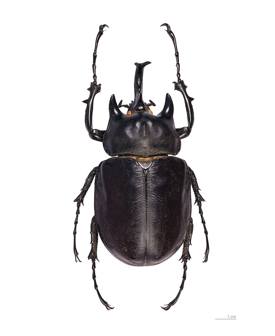 Photo of Actaeon beetle