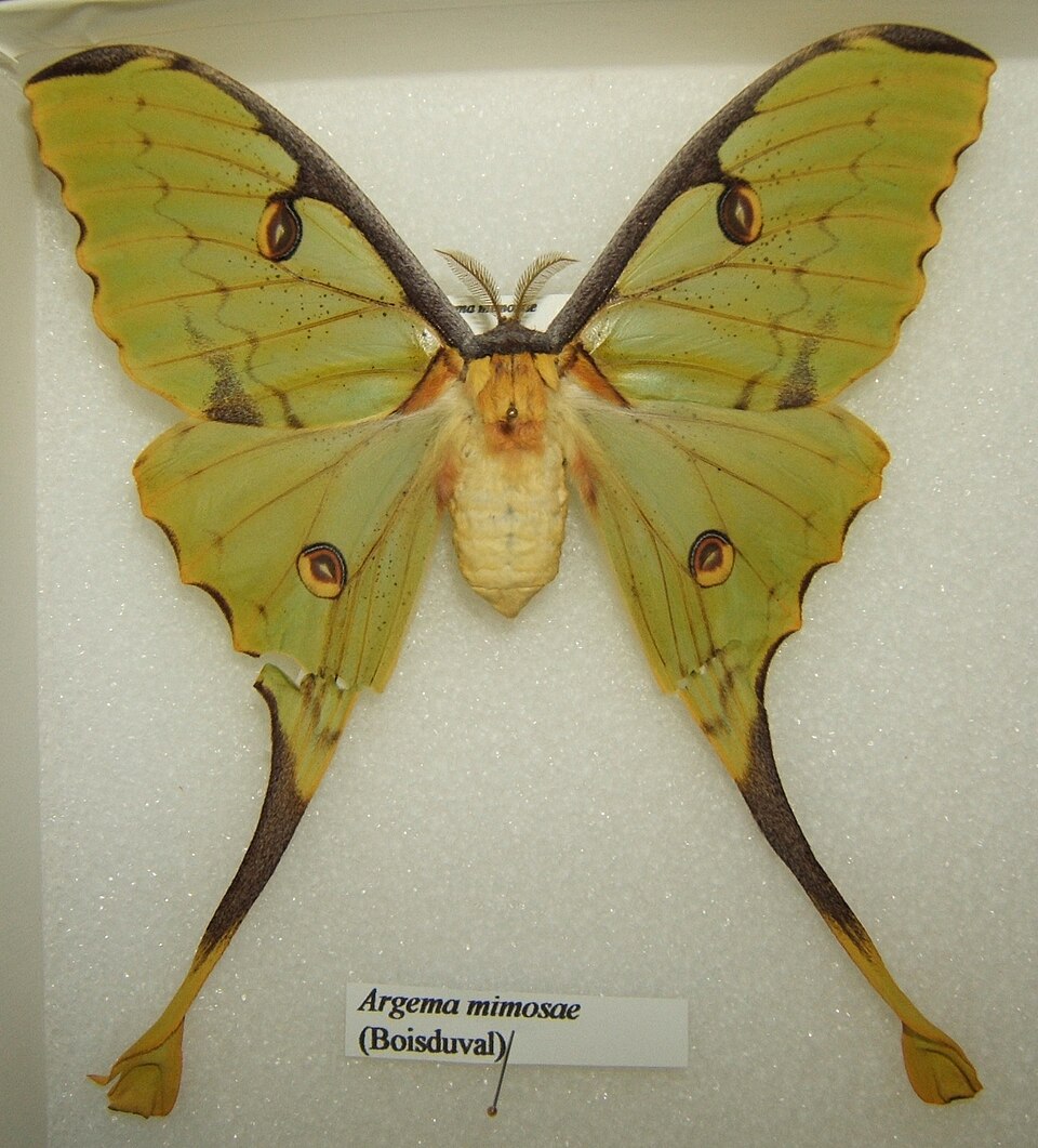Photo of African moon moth