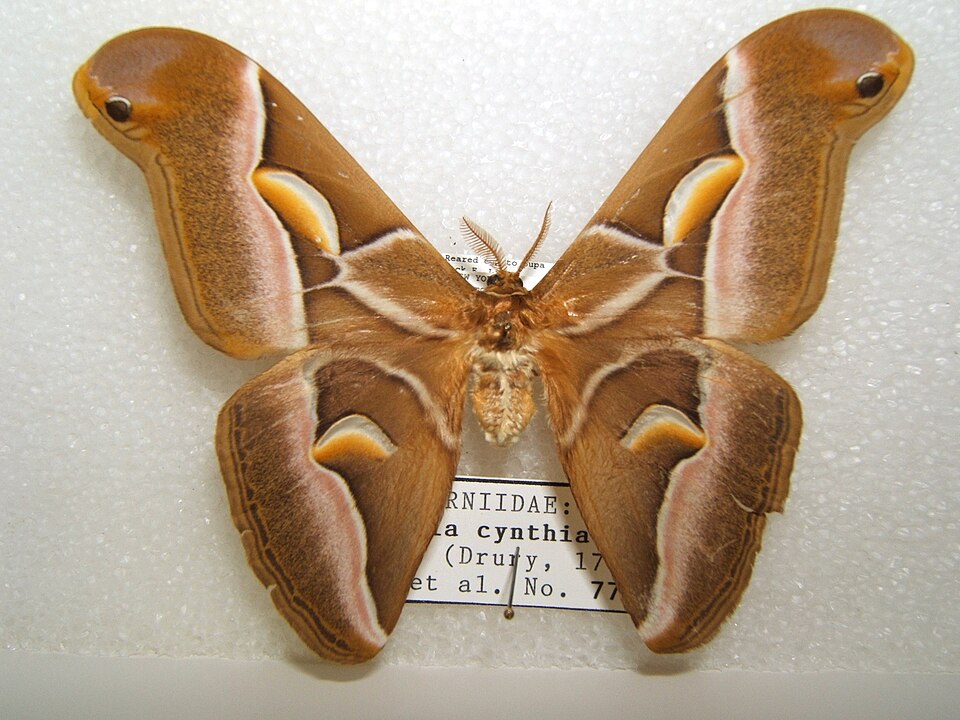 Photo of Ailanthus silkmoth