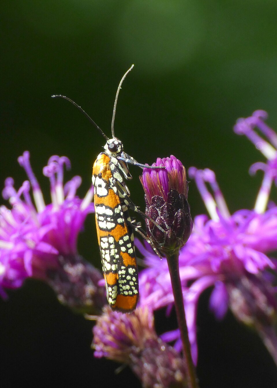 Photo of Ailanthus webworm