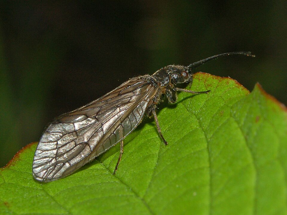 Photo of Alderfly