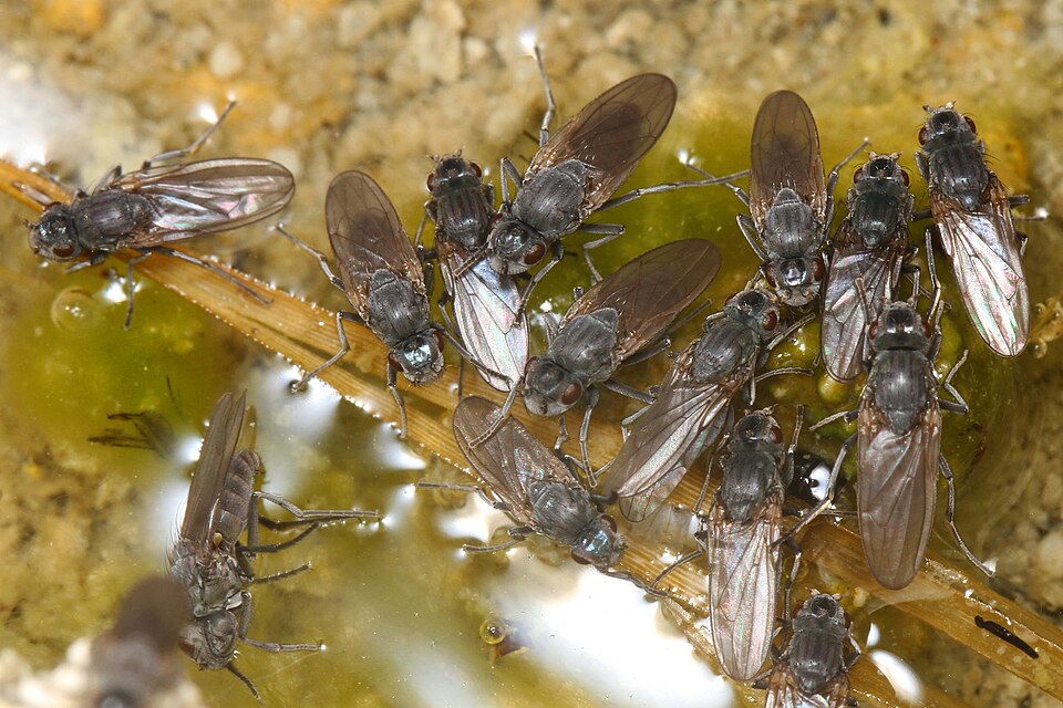 Photo of Alkali fly