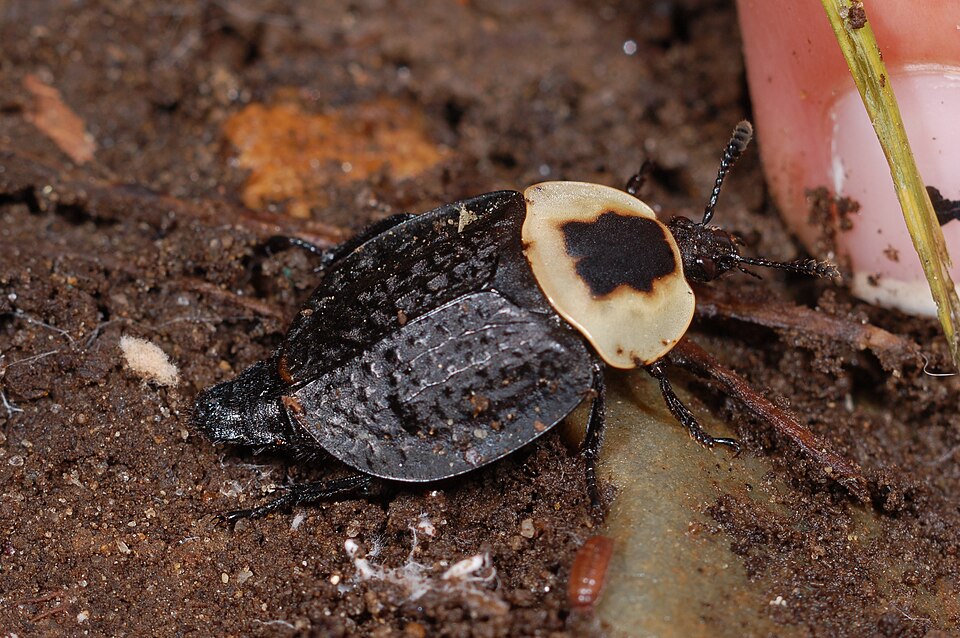 Photo of American carrion beetle
