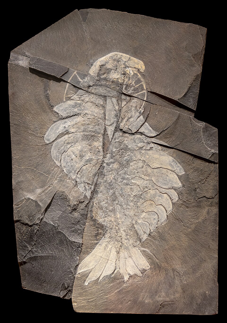 Photo of Anomalocaris