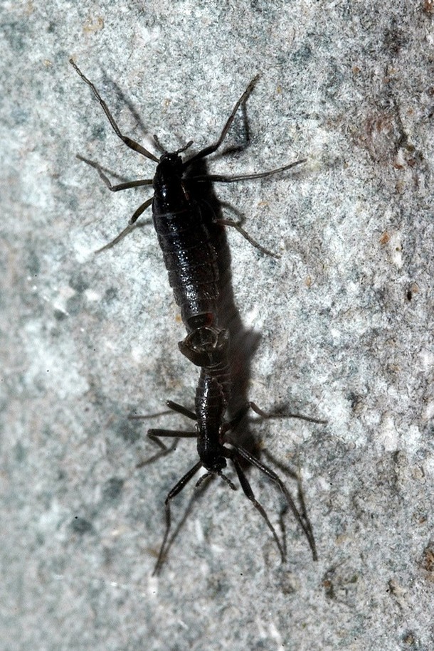 Photo of Antarctic midge