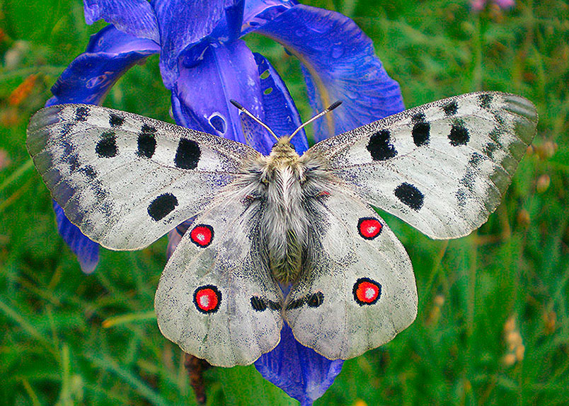 Photo of Apollo butterfly