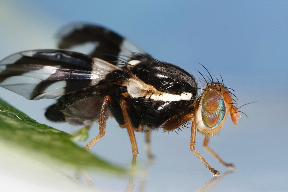 Photo of Apple maggot fly