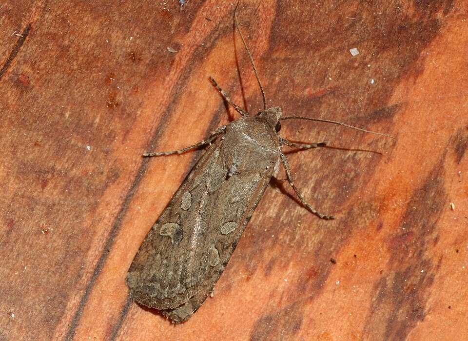 Photo of Army cutworm