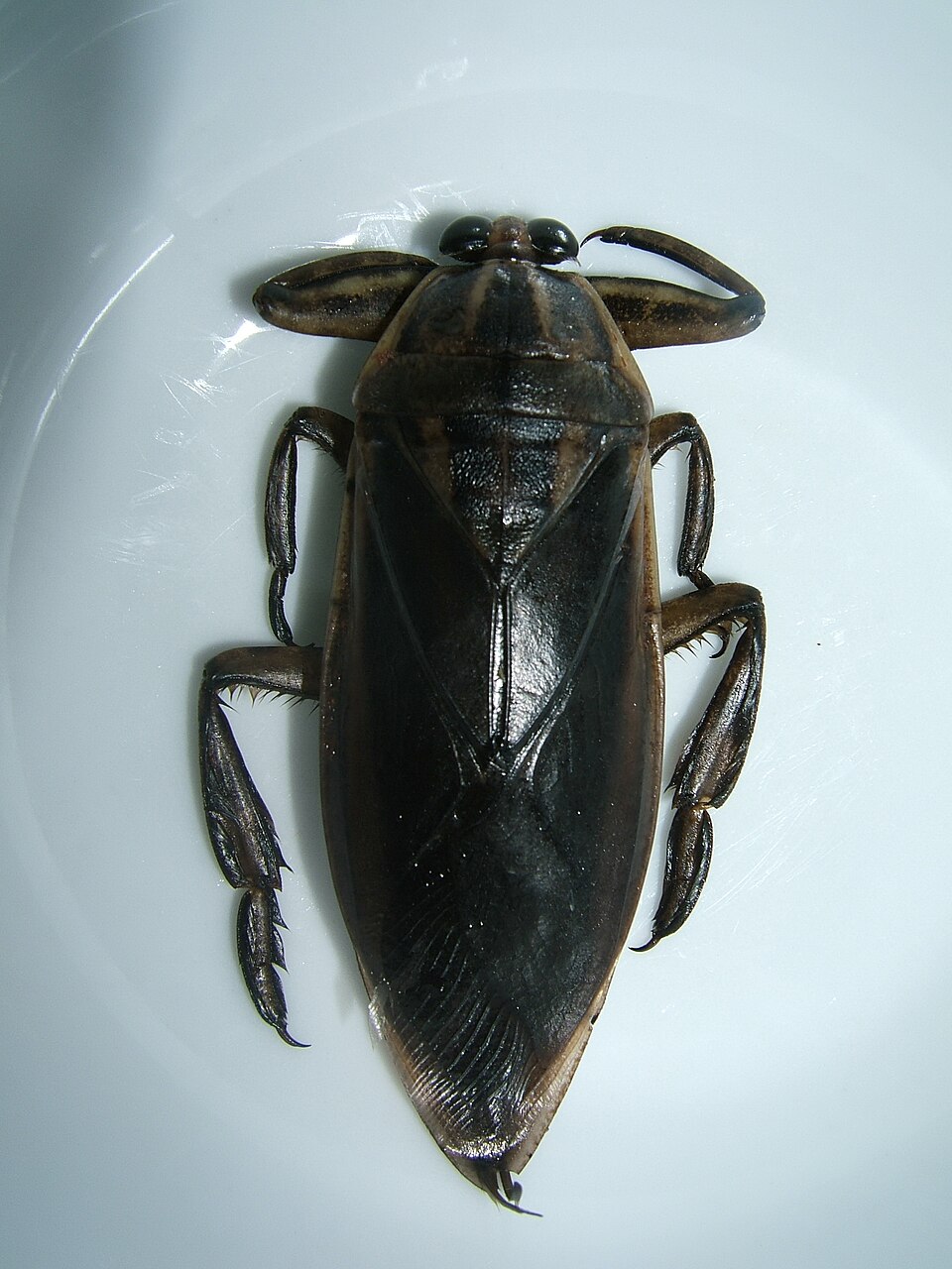 Photo of Asian giant water bug