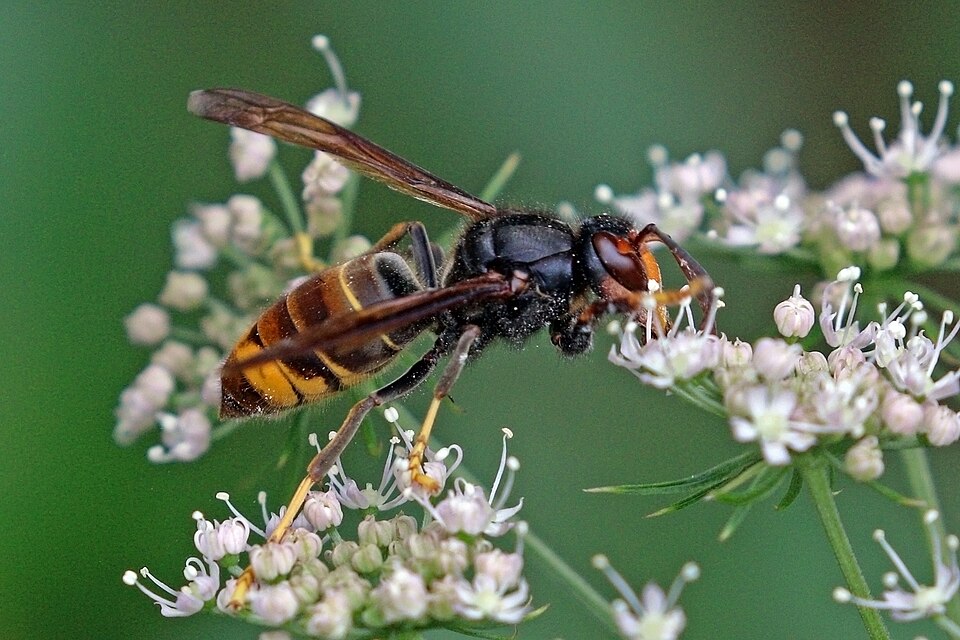 Photo of Asian hornet