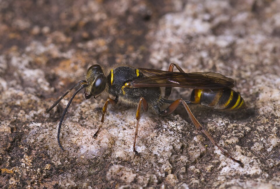 Photo of Asian mud dauber