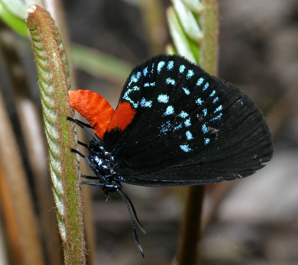 Photo of Atala butterfly