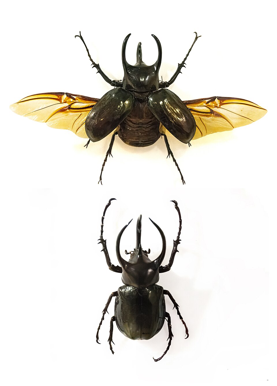 Photo of Atlas beetle