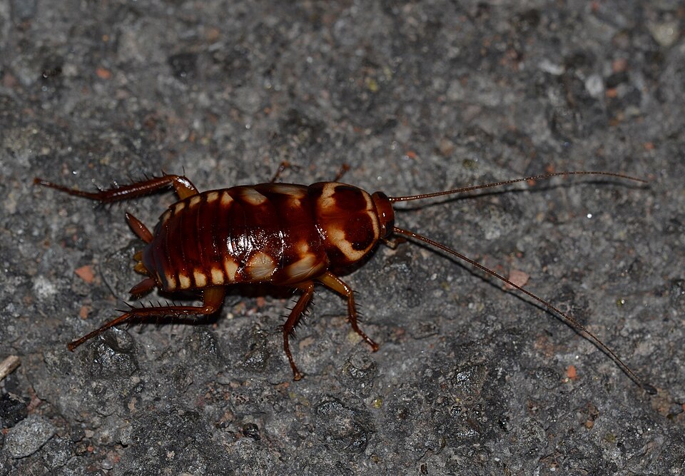 Photo of Australian cockroach