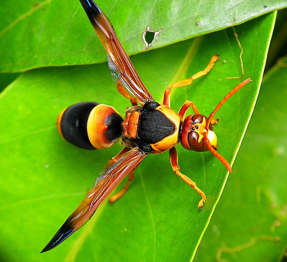Photo of Australian hornet