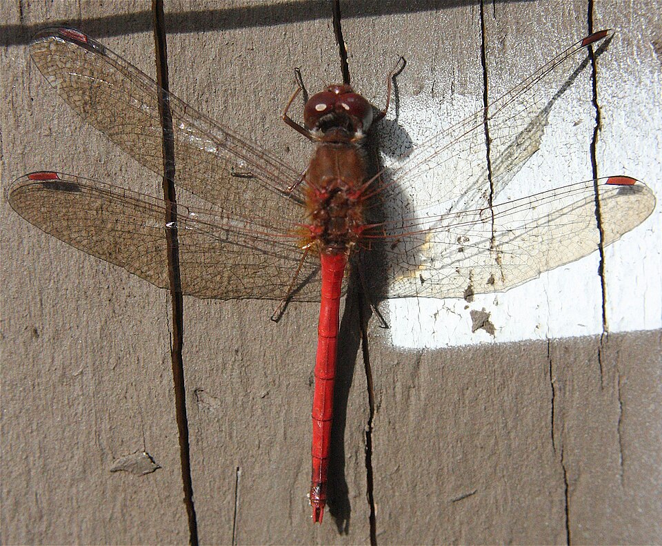 Photo of Autumn meadowhawk