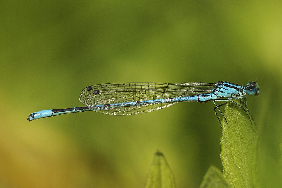 Photo of Azure damselfly