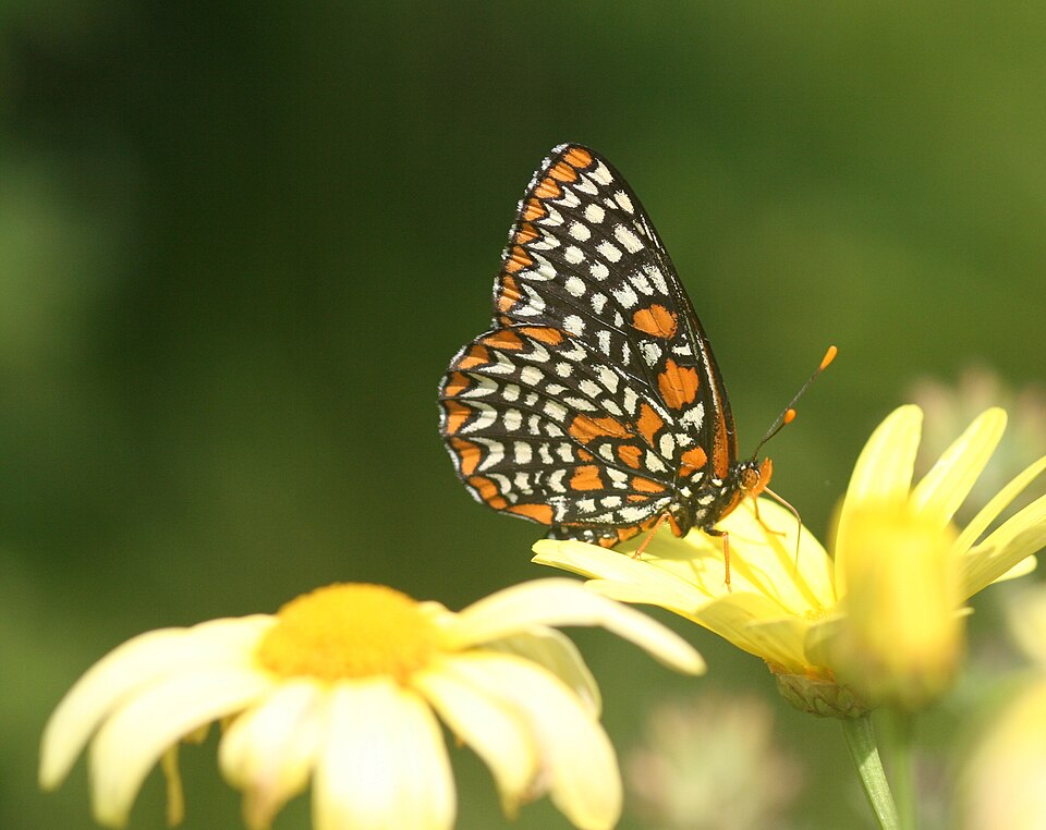 Photo of Baltimore checkerspot