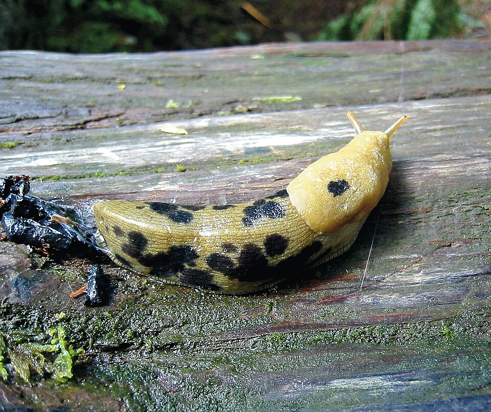 Photo of Banana slug