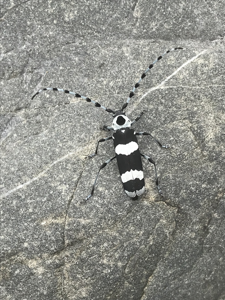 Photo of Banded alder borer