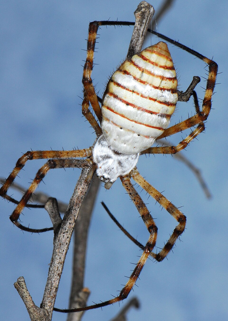 Photo of Banded garden spider