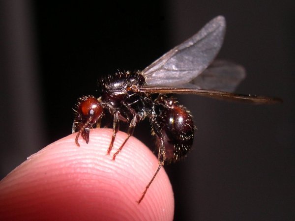 Photo of Barbary harvester ant