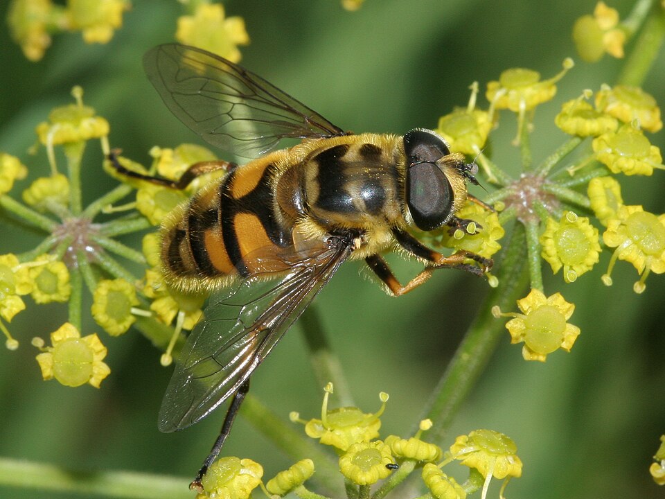Photo of Batman hoverfly