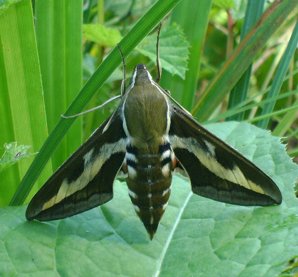 Photo of Madara-vöötsuru