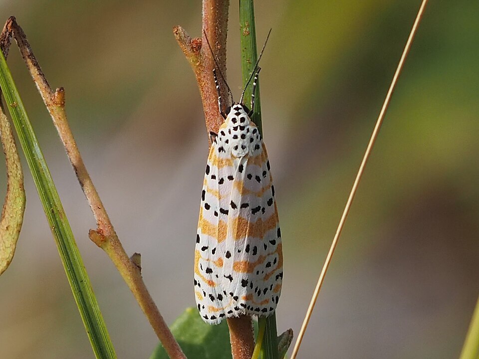Photo of Bella moth