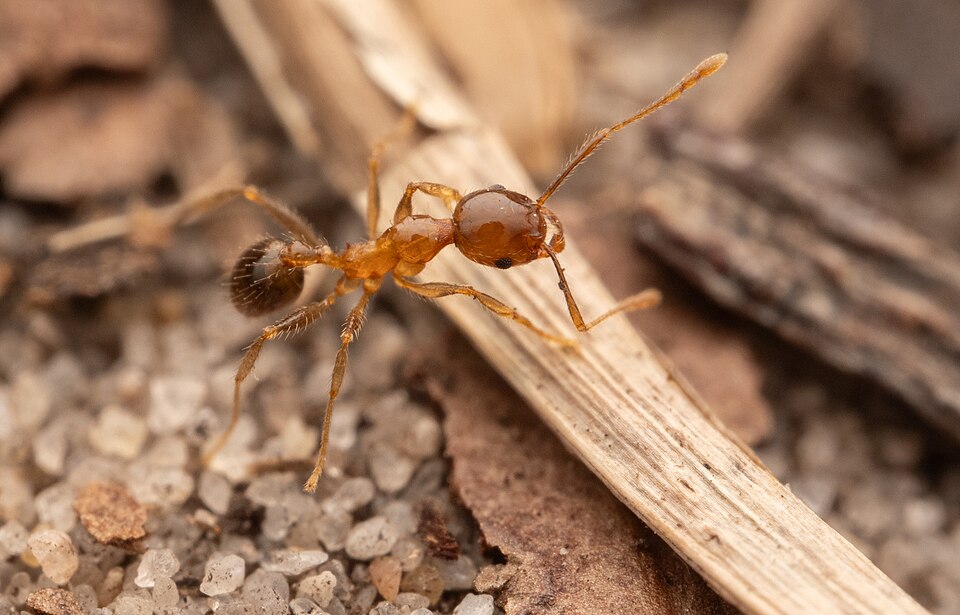 Photo of Big-headed ant
