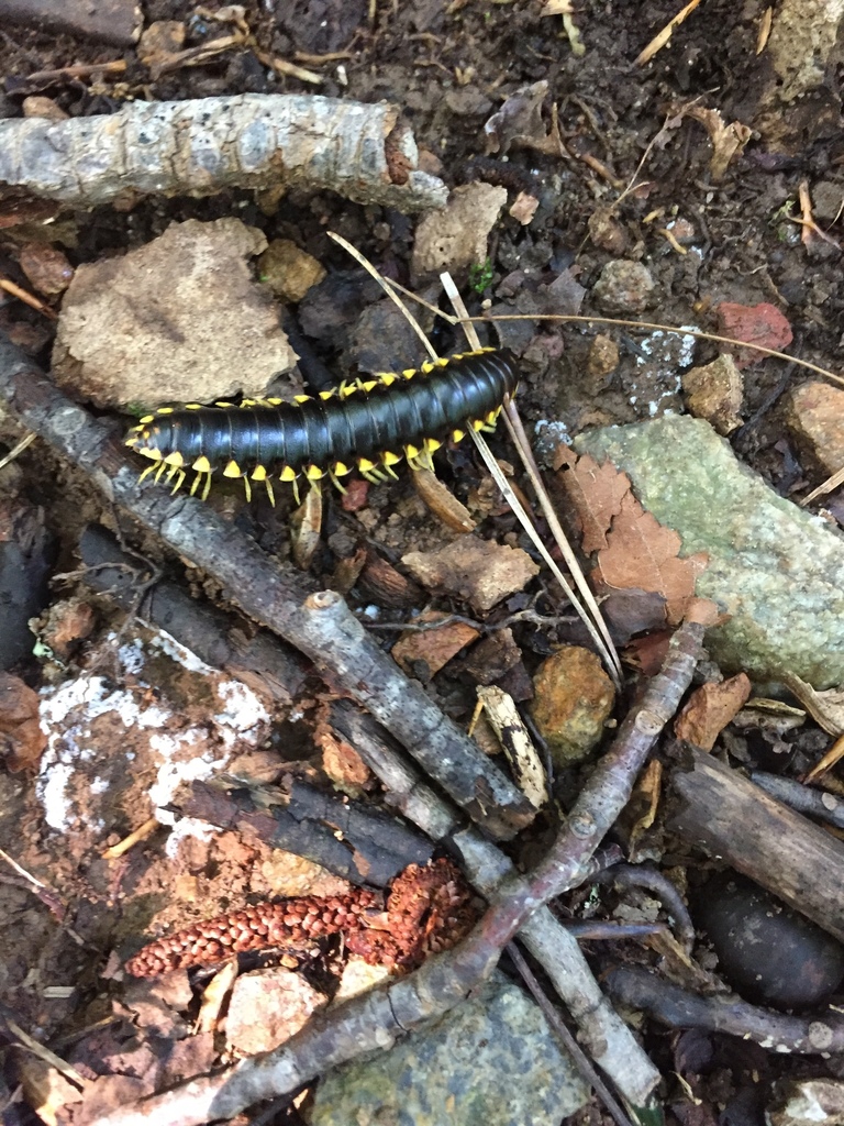 Photo of Black and gold flat millipede