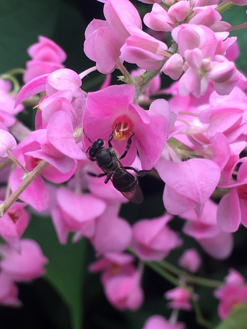 Photo of Black dwarf honey bee